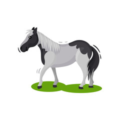 Beautiful gray horse with big black spots walking by green grass, side view. Hoofed mammal animal. Flat vector design