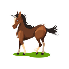 Flat vector design of lovely brown horse walking by green grass. Hoofed mammal animal with black mane and tail