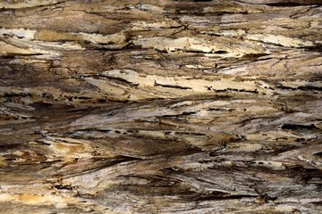 bark brown background