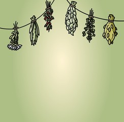 Dried herbs hanging on the thread flat vector style illustration