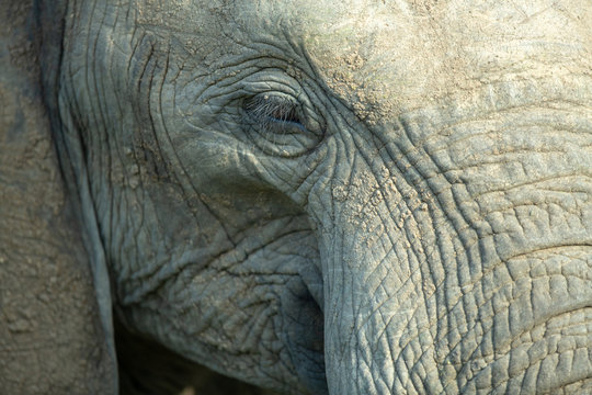 An elephants Eyelashes