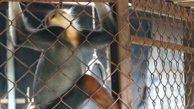 Sad Red-shanked douc langur sit and looking out through the cage.