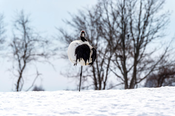 The Red-crowned Crane © jasonyu