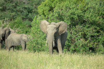 Fototapeta premium Elephant cow at a distance.