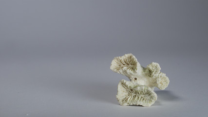 KFreigestellte Korallen auf grau Hintergrund