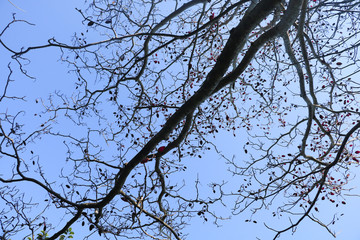 Trees and Sky in Phuket, Thailand