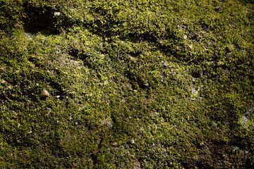 green moss texture and background
