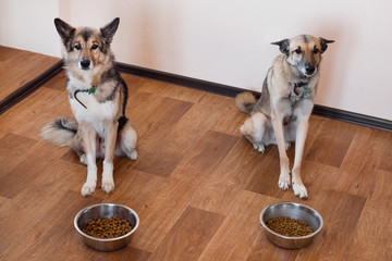 Two dogs are waiting for feeding. Pets with two bowls of food.
