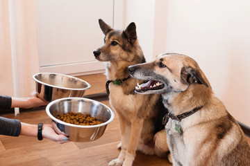 Two hungry dogs are waiting for feeding. The owner gives his dogs the bowls of granules.