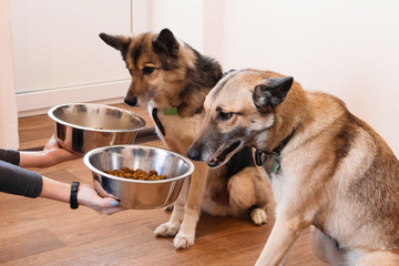 Two hungry dogs are waiting for feeding. The owner gives his dogs the bowls of granules.