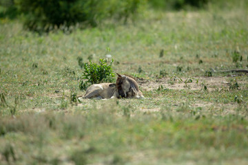 Young Wildebeest calf resting in the open