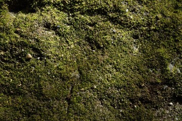 green moss texture and background
