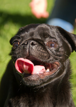 Muzzle of a black pug with suzy tongue on a summer day