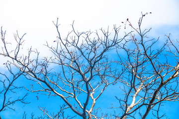 Trees and Sky in Phuket, Thailand