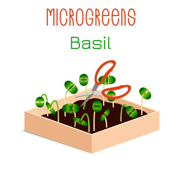 Microgreens Basil. Sprouts in a bowl. Sprouting seeds of a plant. Vitamin supplement, vegan food.
