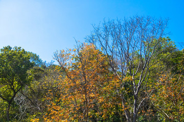 Trees and Sky in Phuket, Thailand
