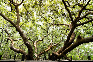 Big tree branch in the middle of the pathway at Golden Mangrove Field (Tung Prong Thong) ,Pra Sae, Rayong, Thailand
