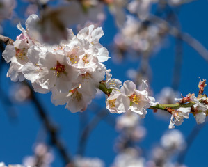 Branch with almond tree flowers on a cloudless and blue sky