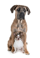 young cane corso and chihuahua