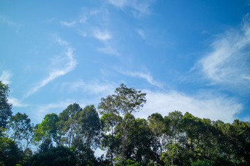 Green tree sky background