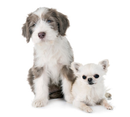 puppy bearded collie and chihuahua