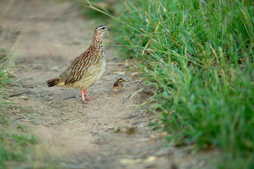 Obraz premium Crested Francolin family