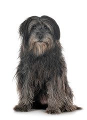 adult pyrenean shepherd