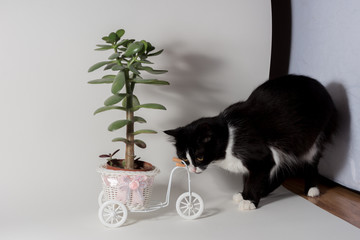 cat and flower potted money tree
