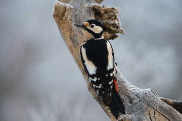 Close-up of great woodpecker in snowy environment, Danubian forest, Slovakia, Europe