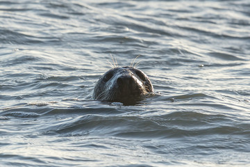 Fototapeta premium kegelrobbe in der ostsee