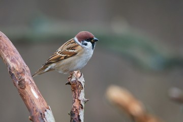 Close-up eurasian tree sparrow in autumn meadow, Danubian forest, Slovakia, Europe