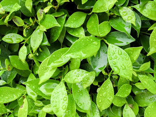 Rain water droplets on green leaf for background . Dew after rain