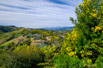 Vue panoramique sur le massif de Tanneron, arbres de mimosa en fleurs, sud de France.	