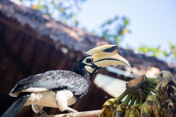 Hornbill and Trees in Phuket, Thailand