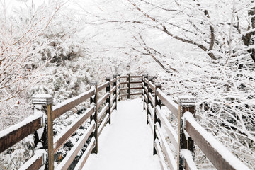 Snowy winter Hallasan mountain 1100 highland in Jeju Island, Korea