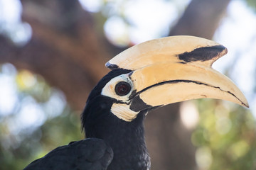 Hornbill and Trees in Phuket, Thailand