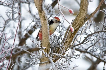 Close-up of middle spotted woodpecker in snowy environment, Danubian forest, Slovakia, Europe