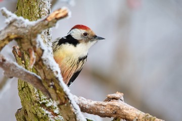 Close-up of middle spotted woodpecker in snowy environment, Danubian forest, Slovakia, Europe