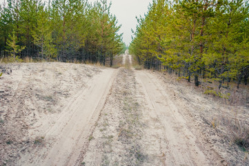 Sandy road in a young pine forest
