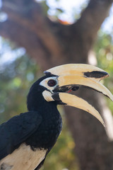 Hornbill and Trees in Phuket, Thailand