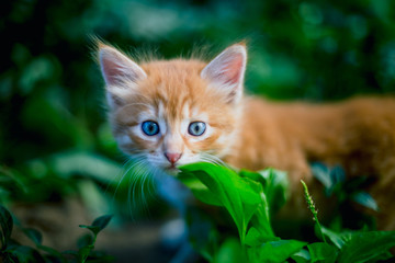 Cute red kitten in the grass