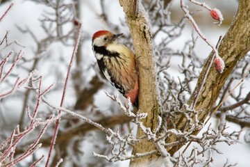 Close-up of middle spotted woodpecker in snowy environment, Danubian forest, Slovakia, Europe