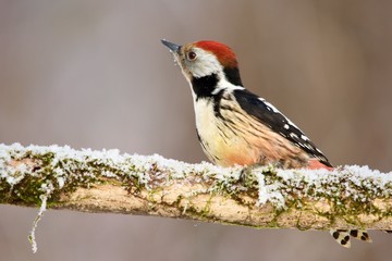 Close-up of middle spotted woodpecker in snowy environment, Danubian forest, Slovakia, Europe