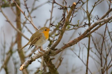 Close-up of european robin in natural environment, Danubian forest, Slovakia, Europe