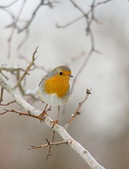 Close-up of european robin in natural environment, Danubian forest, Slovakia, Europe
