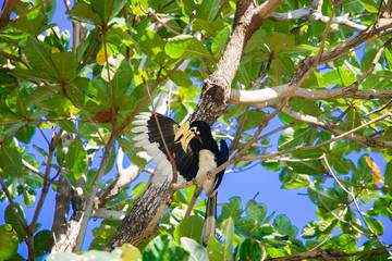 Hornbill and Trees in Phuket, Thailand