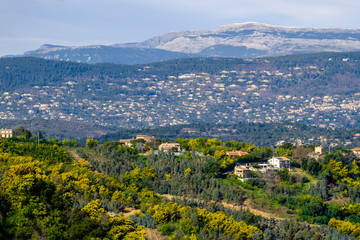 Fototapeta premium Vue panoramique sur le massif de Tanneron, arbres de mimosa en fleurs, Provence, sud de France. 
