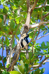 Hornbill and Trees in Phuket, Thailand