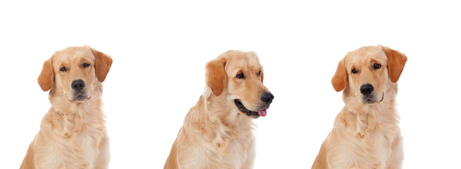 Three Golden Retriever dogs breed