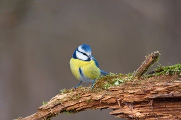 Blue tit in natural environment, Danubian forest, Slovakia, Europe